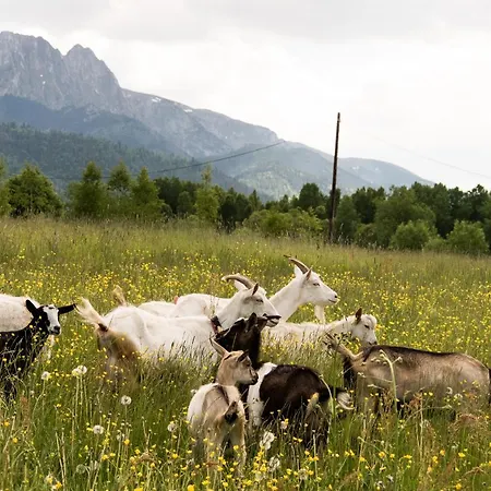 Apartment Maciejowy Dwor *